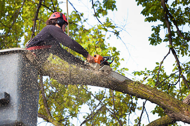 Reliable Park City, UT Tree Service Solutions